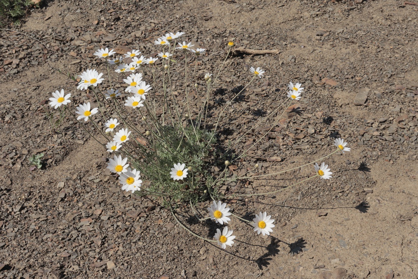 Image of Anthemis sterilis specimen.