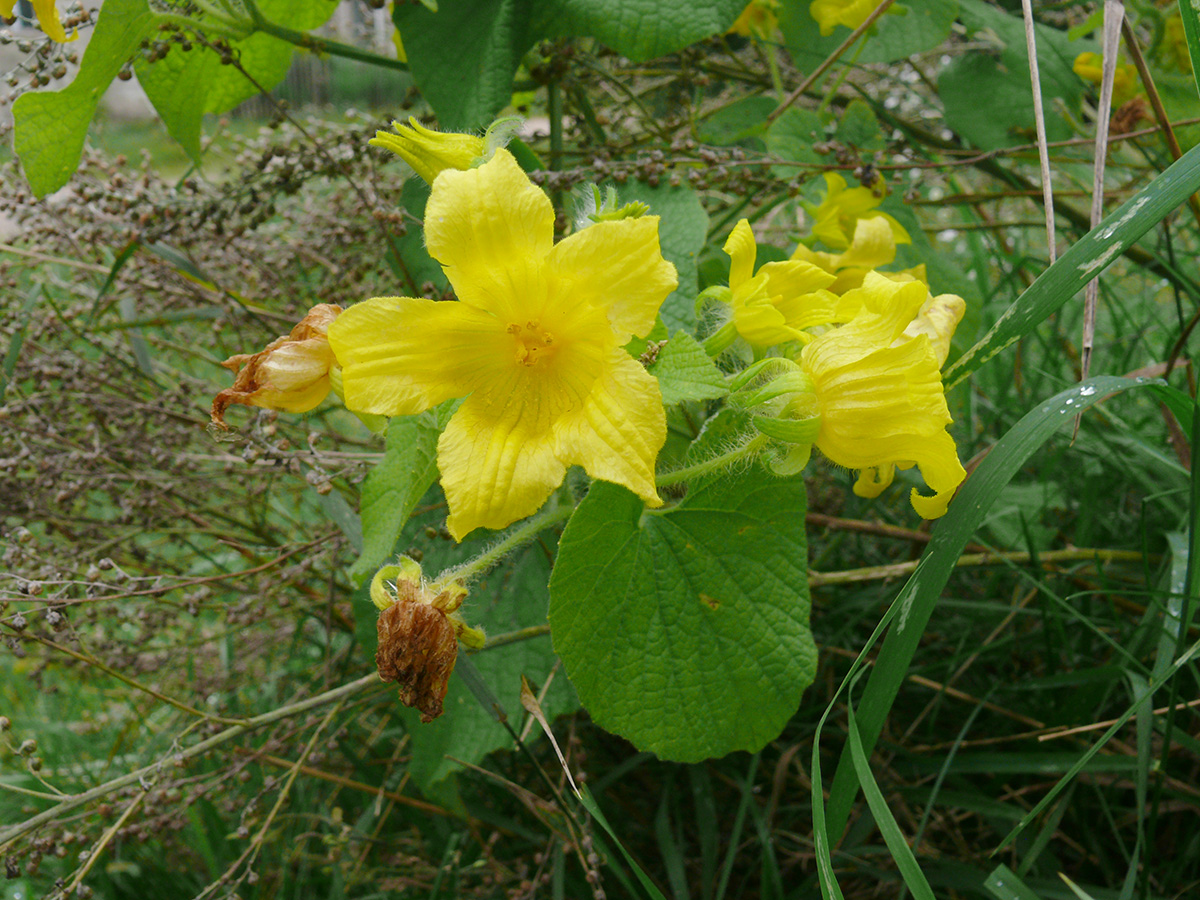 Image of Thladiantha dubia specimen.