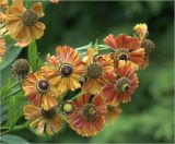 Helenium autumnale