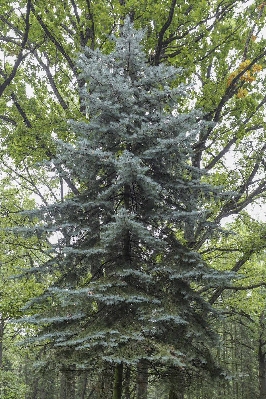 Image of Abies grandis specimen.