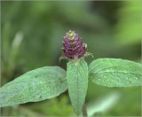 Prunella vulgaris