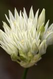 Allium barsczewskii. Соцветие (белая форма). Южный Казахстан, горы Каракус. 25.05.2010.