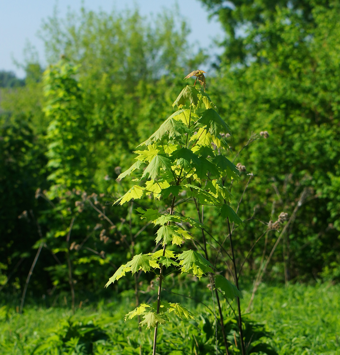 Image of Acer platanoides specimen.