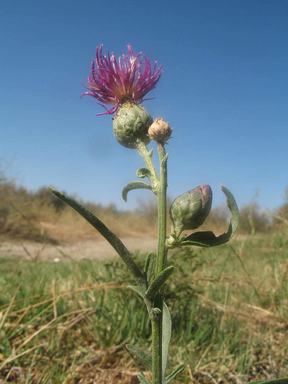 Image of Centaurea adpressa specimen.