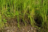 Lysimachia nummularia. Вегетирующие растения в сообществе с Carex. Кировская обл., Афанасьевский р-н, окр. пгт Афанасьево, долина р. Кама, пойма. 24 июля 2021 г.