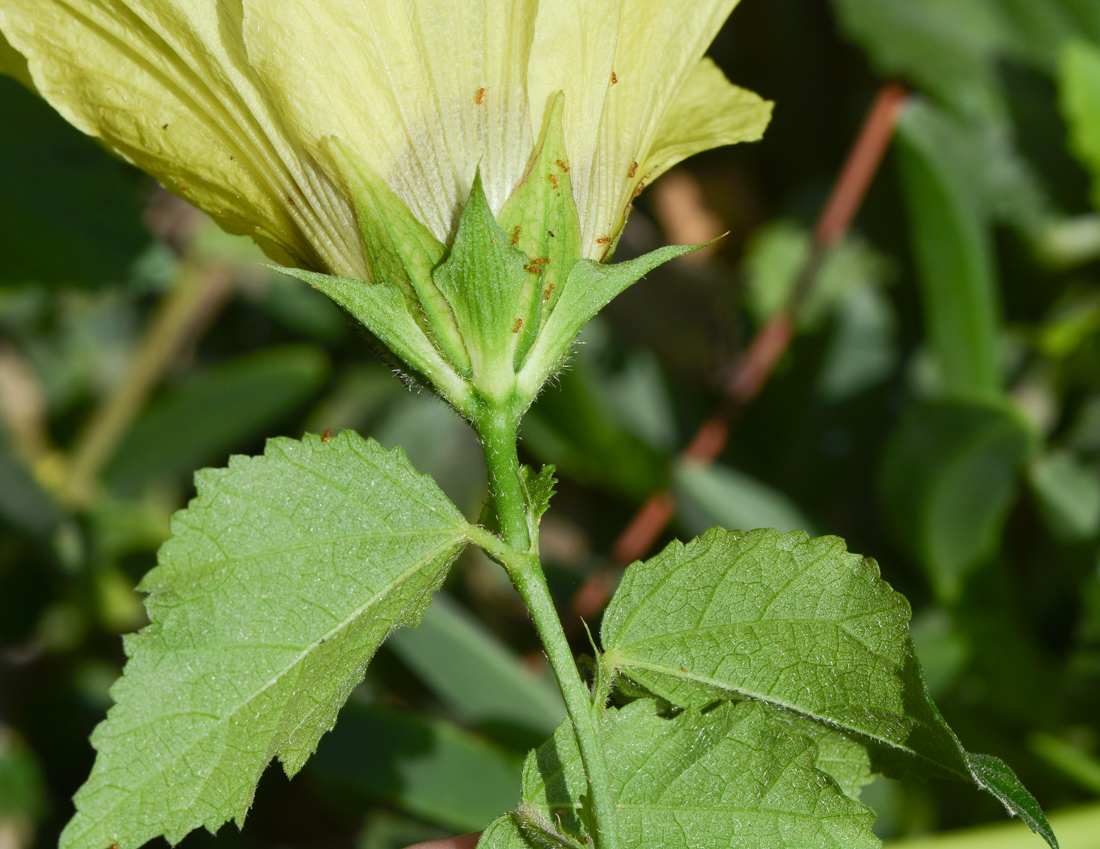 Изображение особи Hibiscus panduriformis.