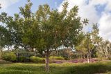 Kigelia pinnata. Плодоносящее дерево. Израиль, г. Тель-Авив, парк Ариэля Шарона, в культуре. 20.02.2022.