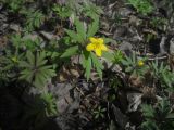 Anemone ranunculoides