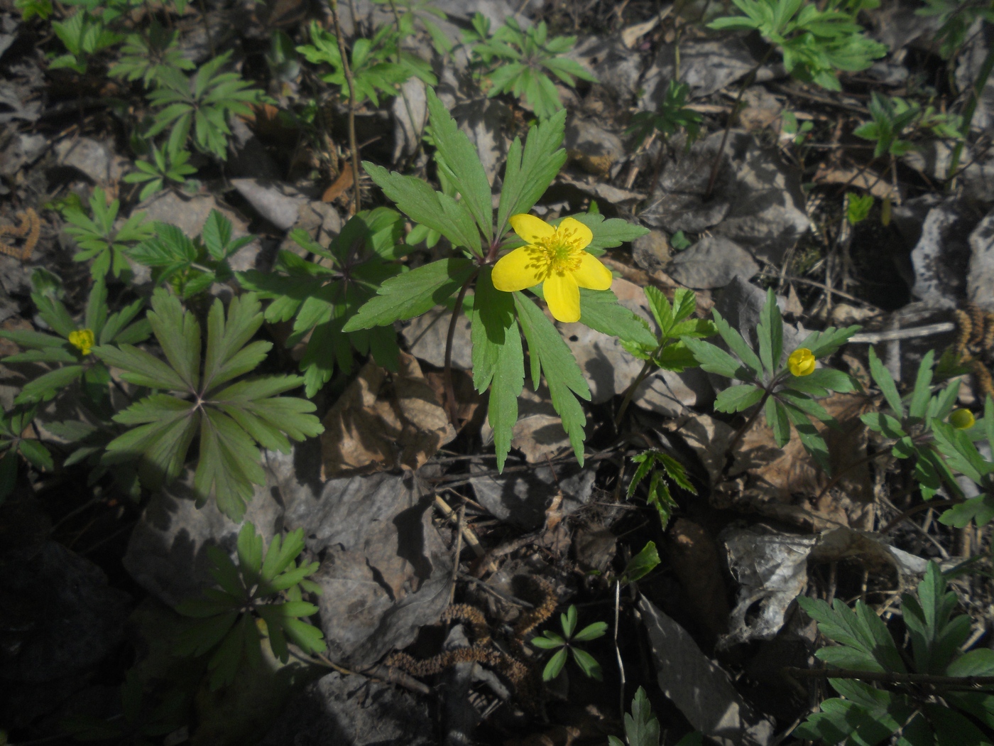 Изображение особи Anemone ranunculoides.