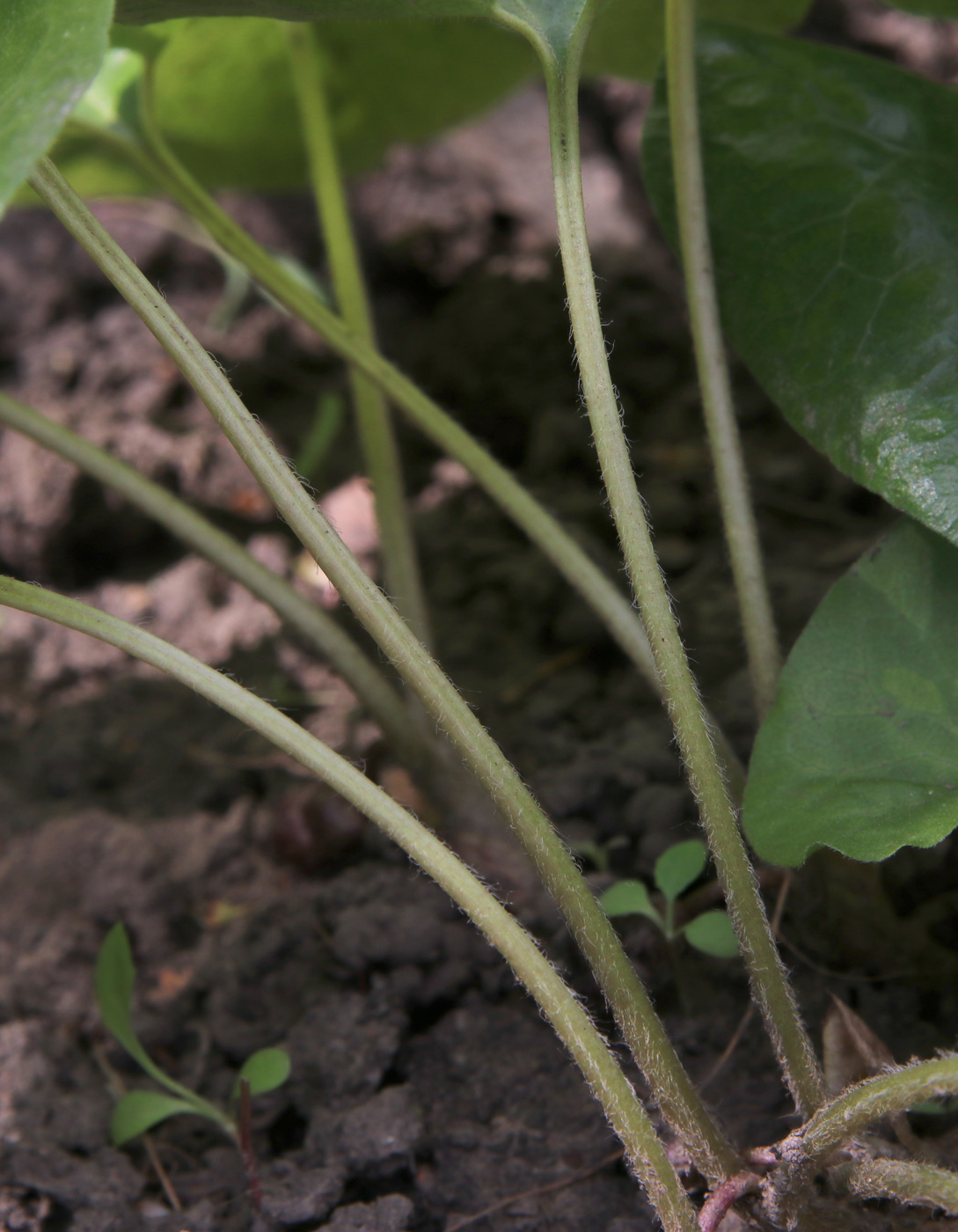 Изображение особи Asarum intermedium.