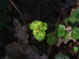 Chrysosplenium alternifolium. Соцветие с цветками и плодами. Калужская обл., Боровский р-н, окр. Чёлоховского ручья, ельник. 26.05.2022.