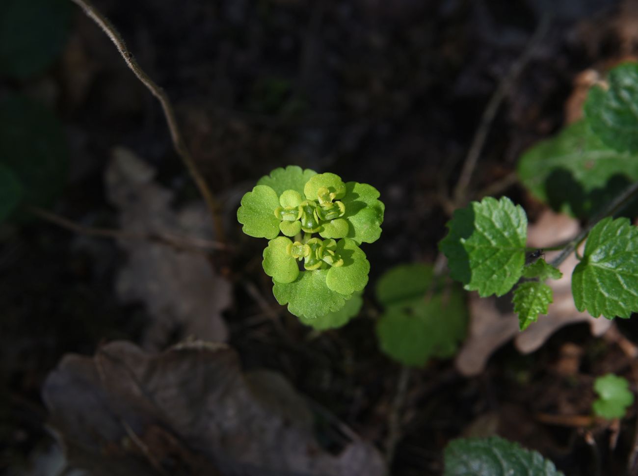 Image of Chrysosplenium alternifolium specimen.