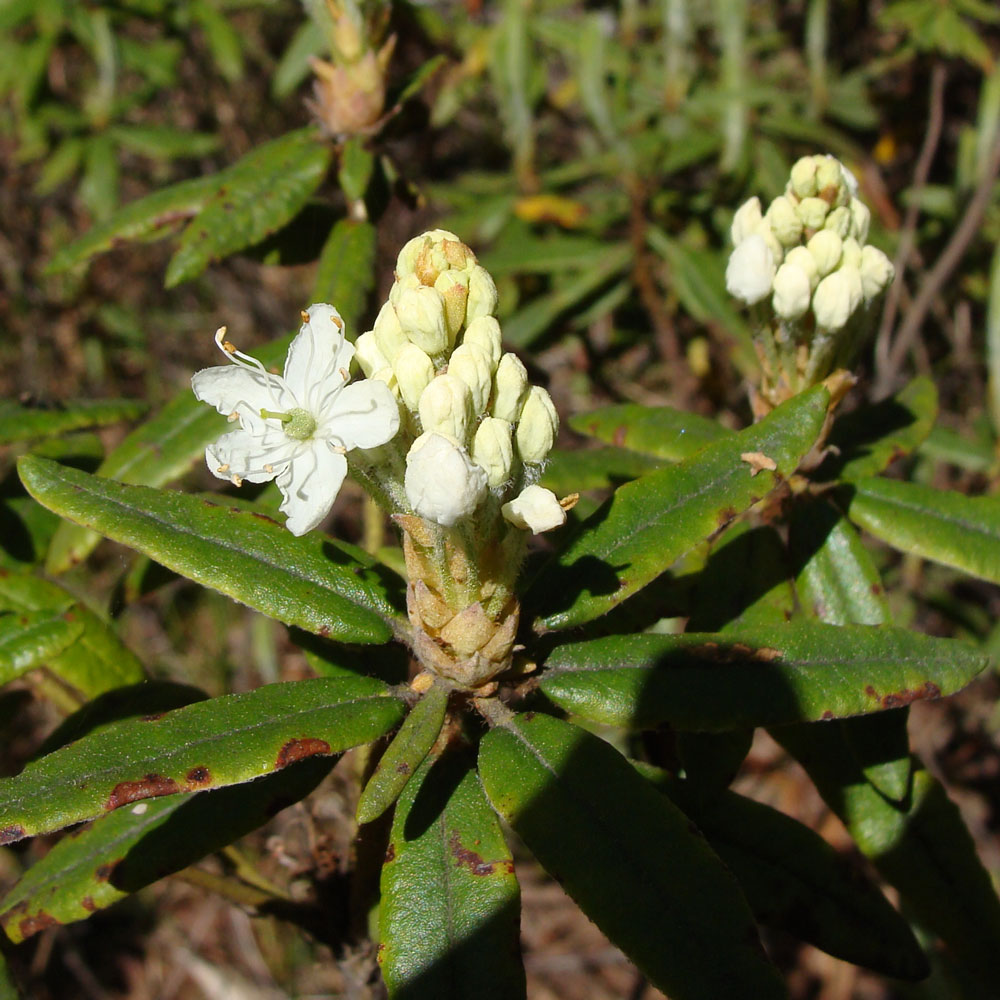 Image of Ledum maximum specimen.