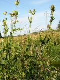 Cirsium oleraceum