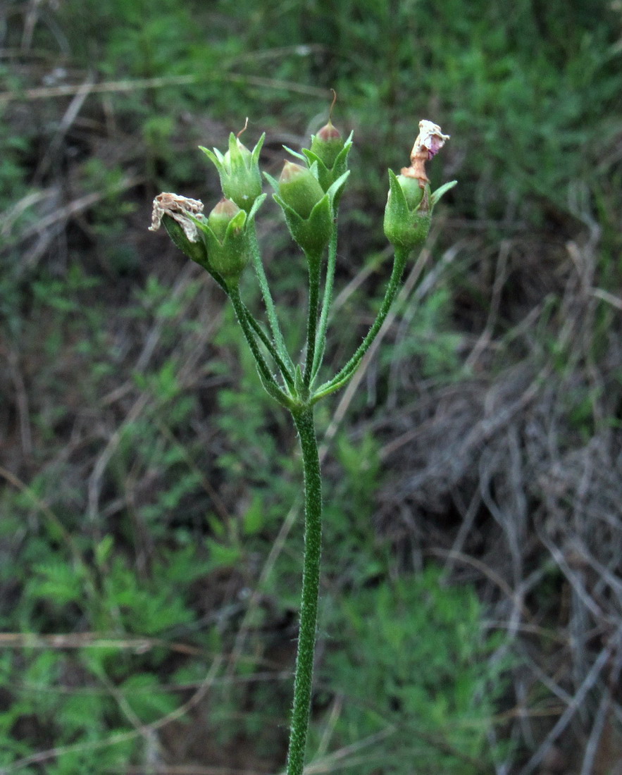Image of Primula patens specimen.