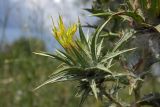 Carthamus lanatus. Соцветие. Республика Адыгея, г. Майкоп, восточная окраина, обочина грунтовой дороги между зарослями кустарников и лесополосой. 24.07.2022.