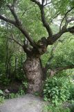genus Salix