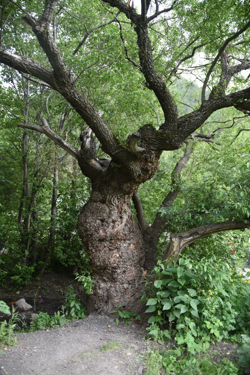 Image of genus Salix specimen.