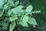 Salvia glutinosa. Бутонизирующее растение. Тверская обл., Весьегонск, в культуре. 23 июля 2022 г.