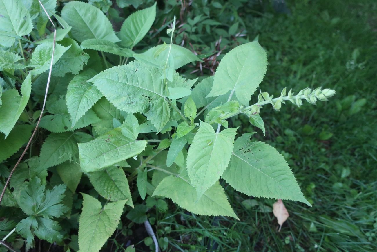 Изображение особи Salvia glutinosa.