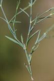 Dianthus campestris