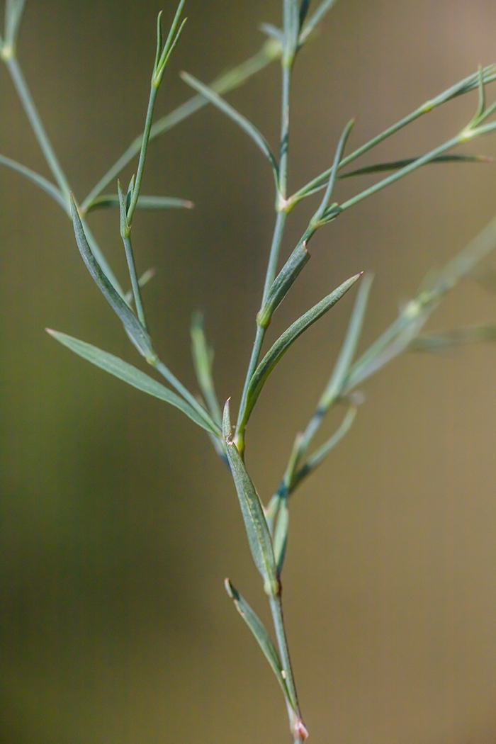 Изображение особи Dianthus campestris.