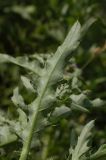 Cirsium arvense