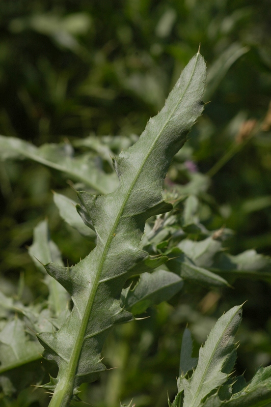 Image of Cirsium arvense specimen.