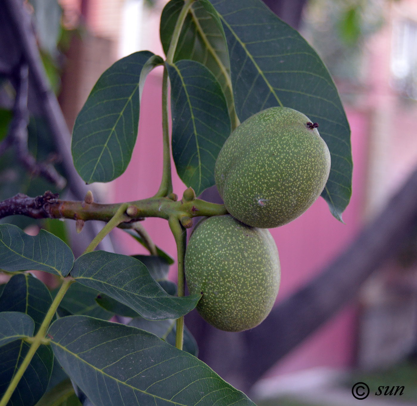 Image of Juglans regia specimen.