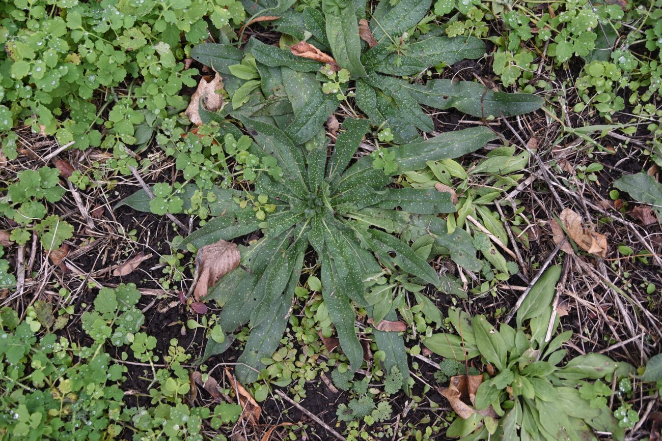 Image of Echium vulgare specimen.