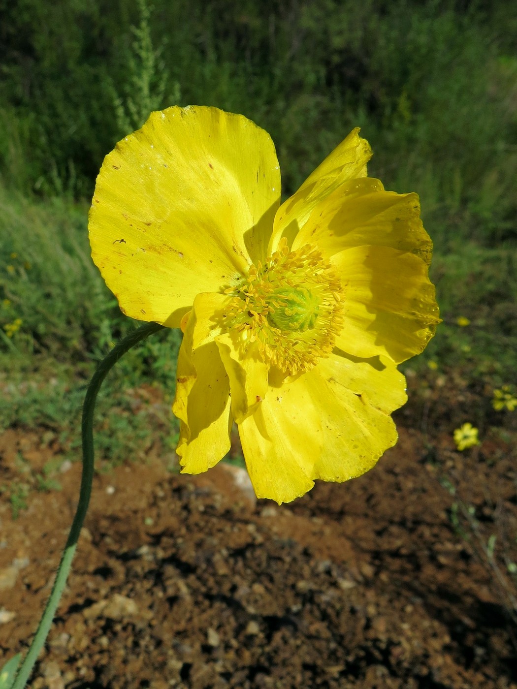 Image of Papaver nudicaule specimen.