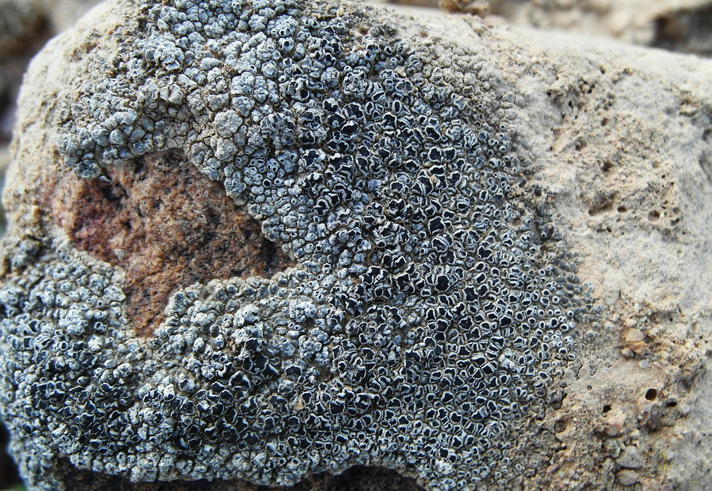Image of Aspicilia caesiocinerea specimen.