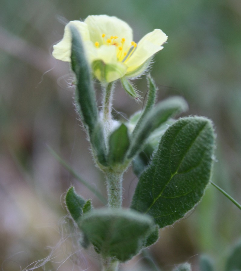 Изображение особи Helianthemum salicifolium.