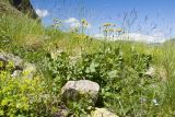 Senecio taraxacifolius. Цветущее растение. Карачаево-Черкесия, Урупский р-н, Кавказский биосферный заповедник, Имеретинский горный узел, СВ склон пика Ставрополь, верхняя стоянка Имеретинской тропы, ≈ 2400 м н.у.м., альпийский луг. 28.07.2022.