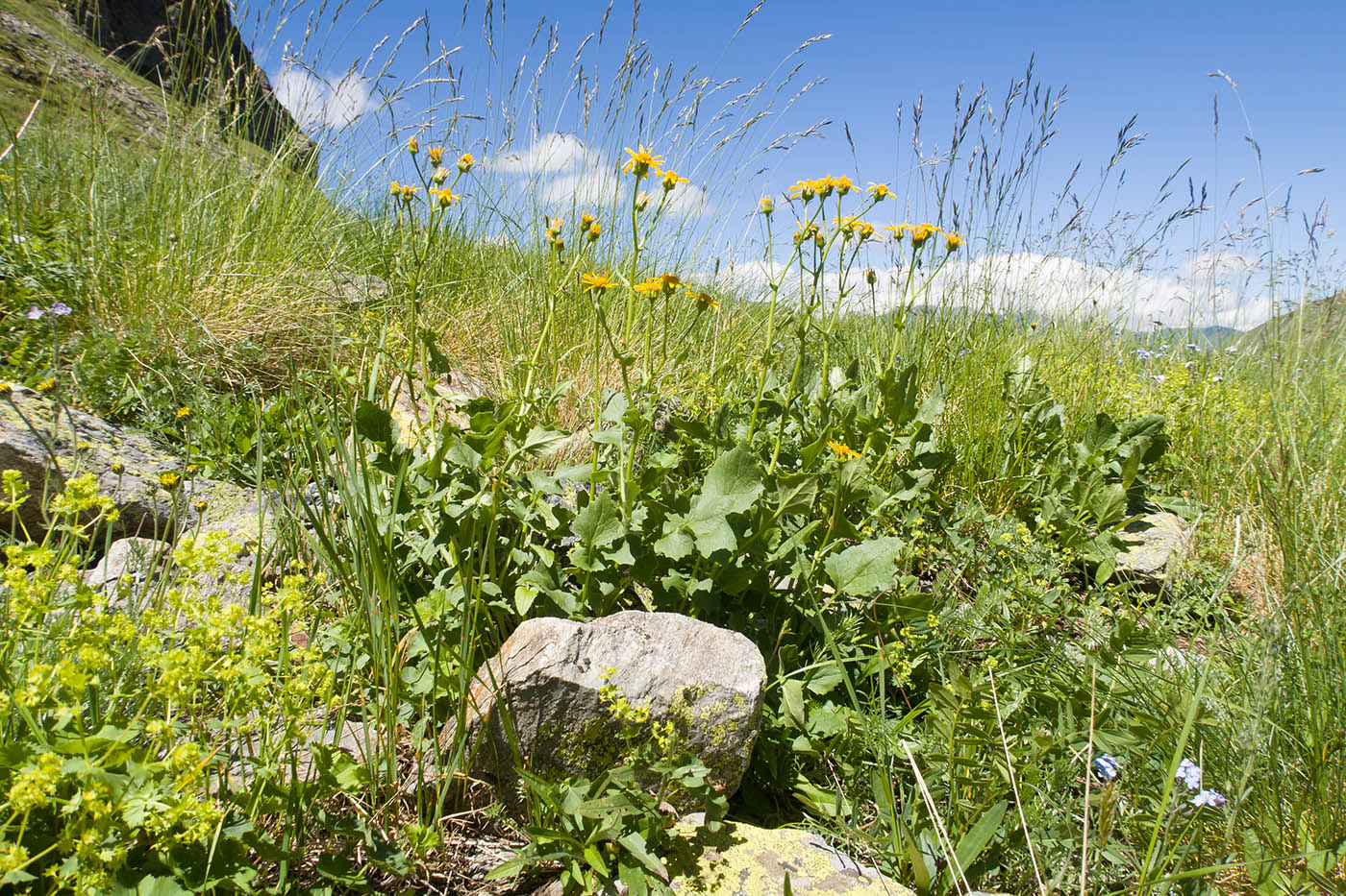 Image of Senecio taraxacifolius specimen.