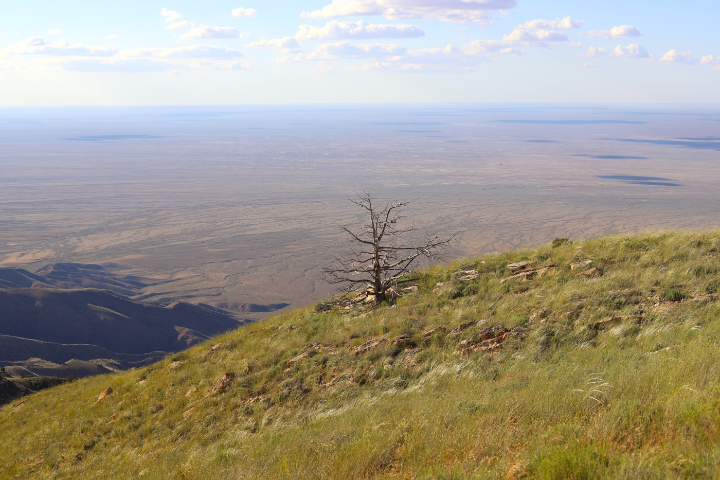 Image of Juniperus turcomanica specimen.