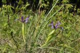 Iris ventricosa