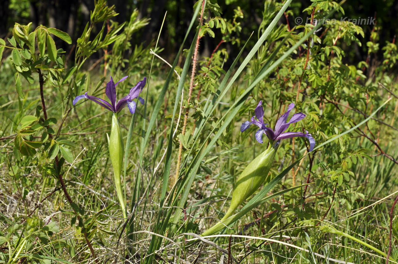 Изображение особи Iris ventricosa.