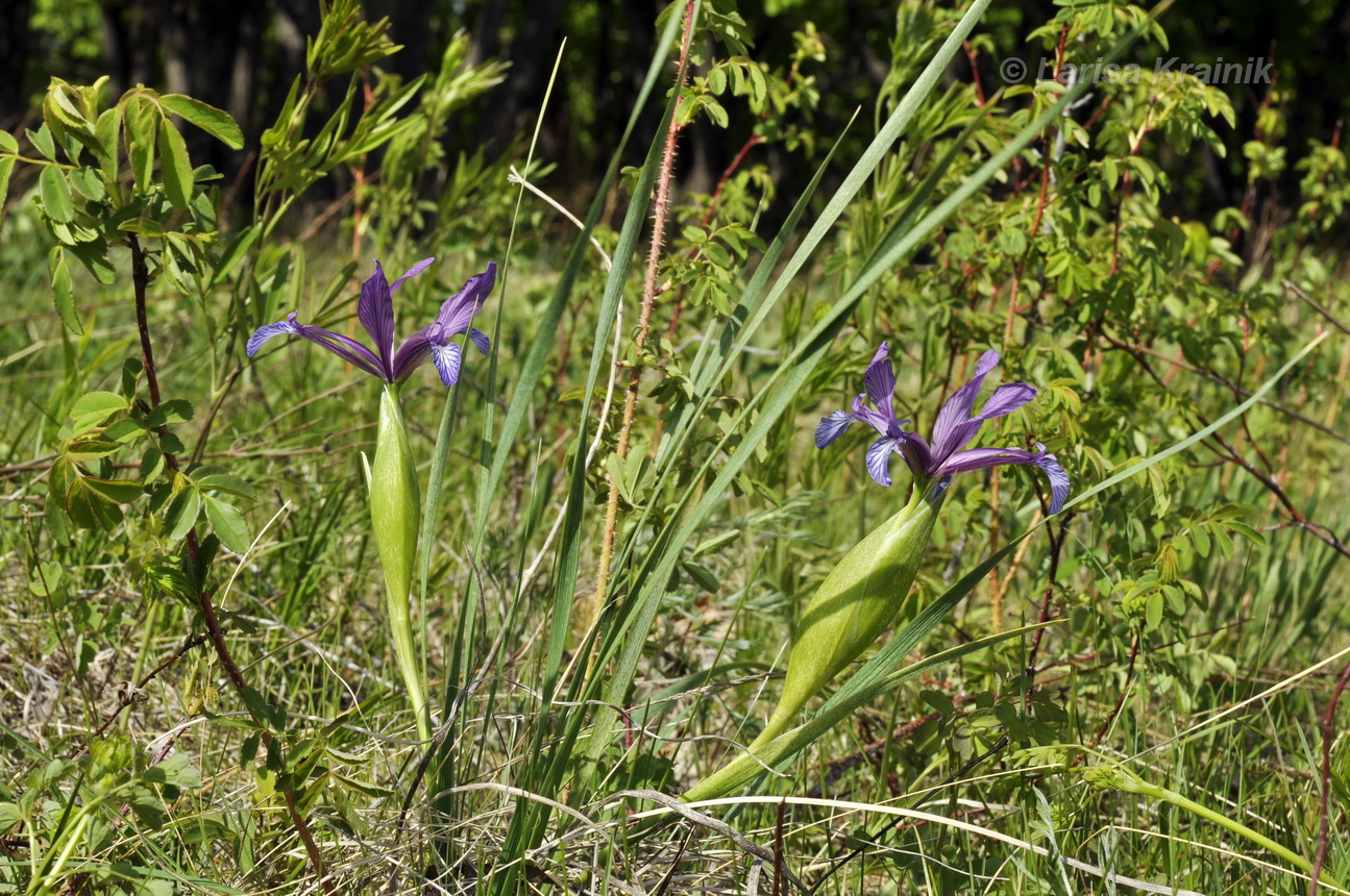 Изображение особи Iris ventricosa.