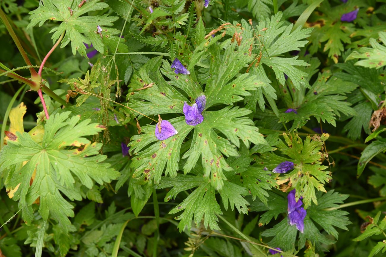 Image of Geranium ruprechtii specimen.