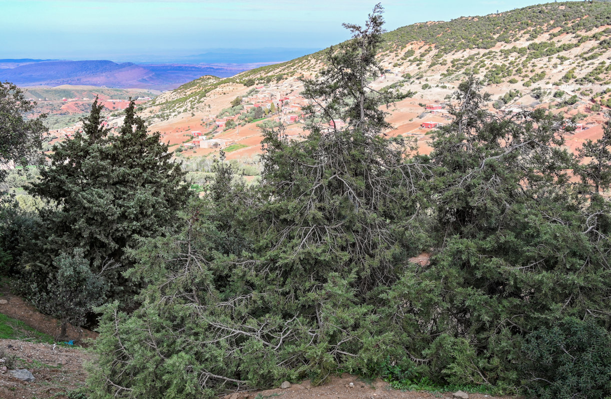 Image of Juniperus phoenicea specimen.