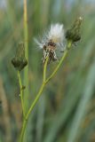 Sonchus humilis. Общее соплодие с вызревшей, созревающими и недоразвитой корзинками. Мурманская обл., Кандалакшский р-н, с. Ковда; губа Старцева, приморский луг. 05.08.2022.