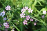 Gypsophila repens. Цветки и бутоны. Томская обл., г. Томск, Академгородок, в культуре. 28.07.2022.