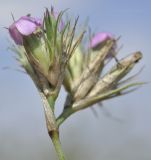 Dianthus pseudarmeria. Верхушка побега с увядающим соцветием (вид сбоку). Крым, Симферопольский р-н, окр. с. Урожайное, р-н дачного посёлка, нарушенная степь. 22.08.2021.