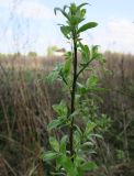 Salix cinerea. Ветвь корневой поросли с молодыми побегами. Московская обл., ГО Серпухов, дер. Вечери, берег ручья. 27.04.2023.