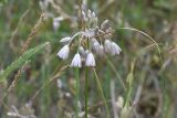 Allium kunthianum