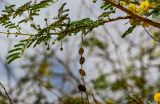 Vachellia nilotica. Часть ветви с плодом и развивающимися соцветиями. Египет, мухафаза Асуан, храмовый комплекс Абу-Симбел, сухой склон. 04.05.2023.