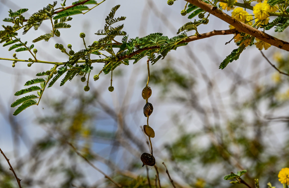 Image of Vachellia nilotica specimen.