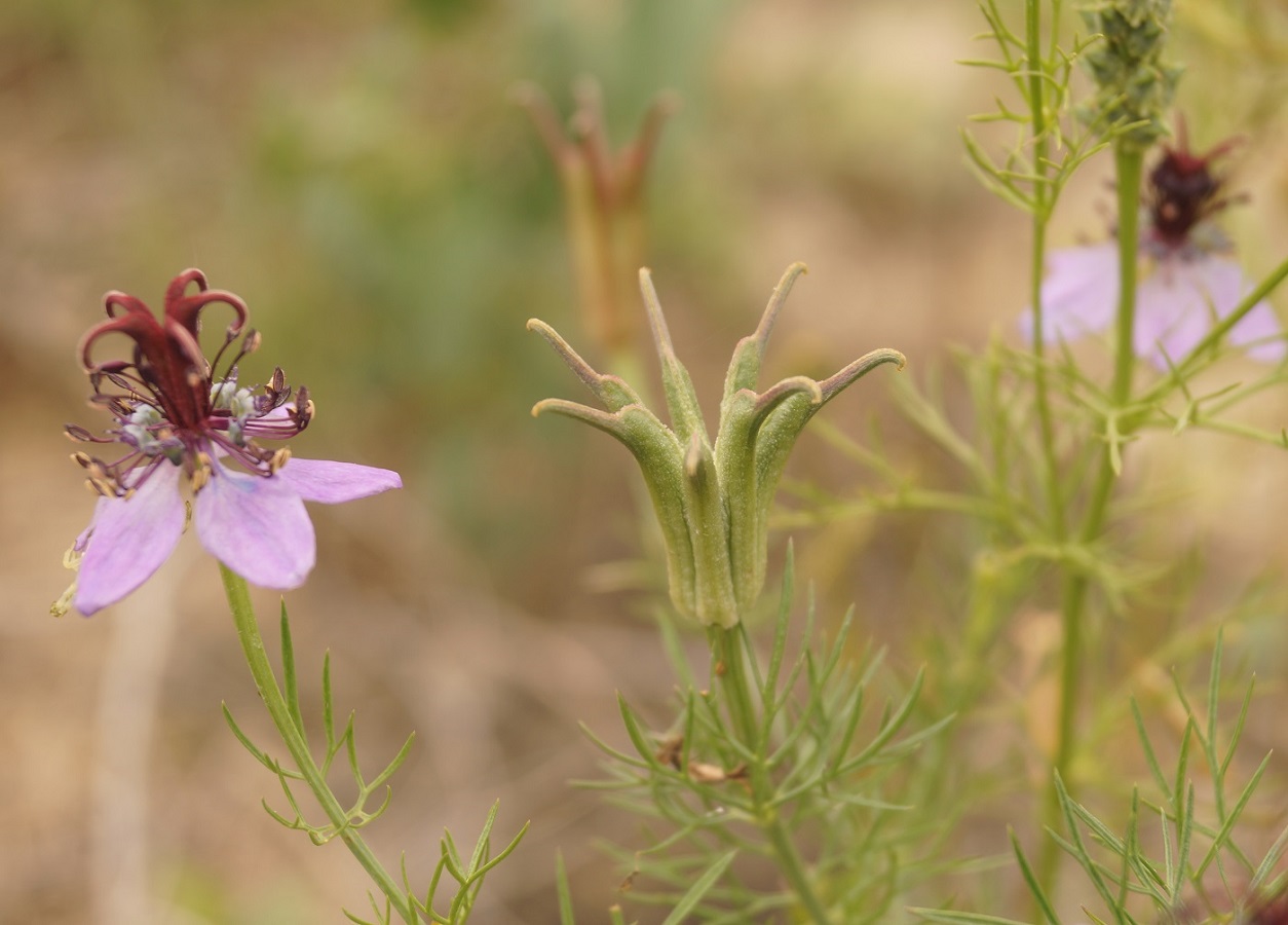 Изображение особи Nigella segetalis.