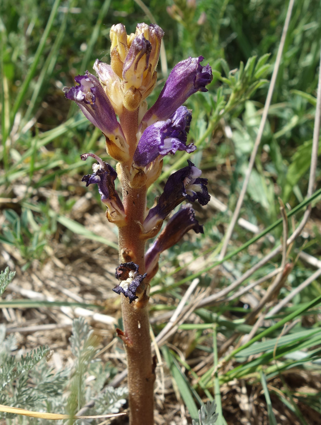 Image of Orobanche amoena specimen.